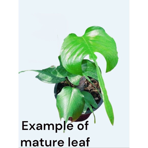 Skeleton Key Pothos 2 Leaf Cutting In Prop Cup - Picture 1 of 3